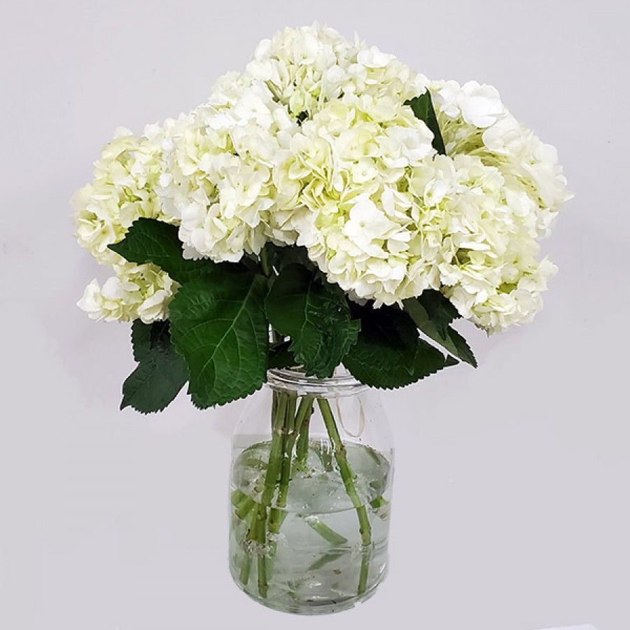 White Hydrangea