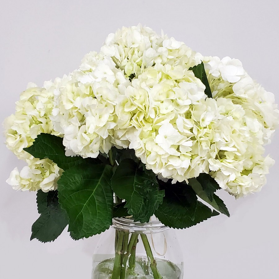 White Hydrangea