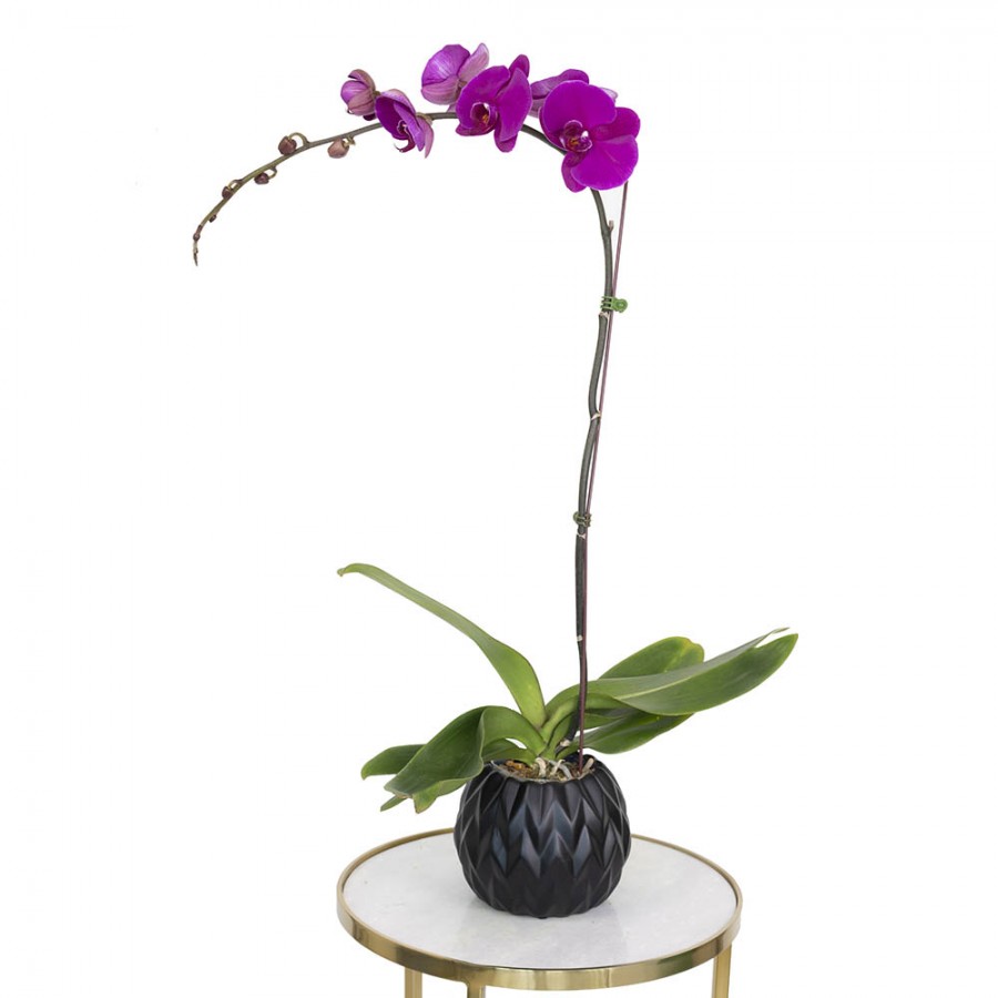 Phalaenopsis Purple